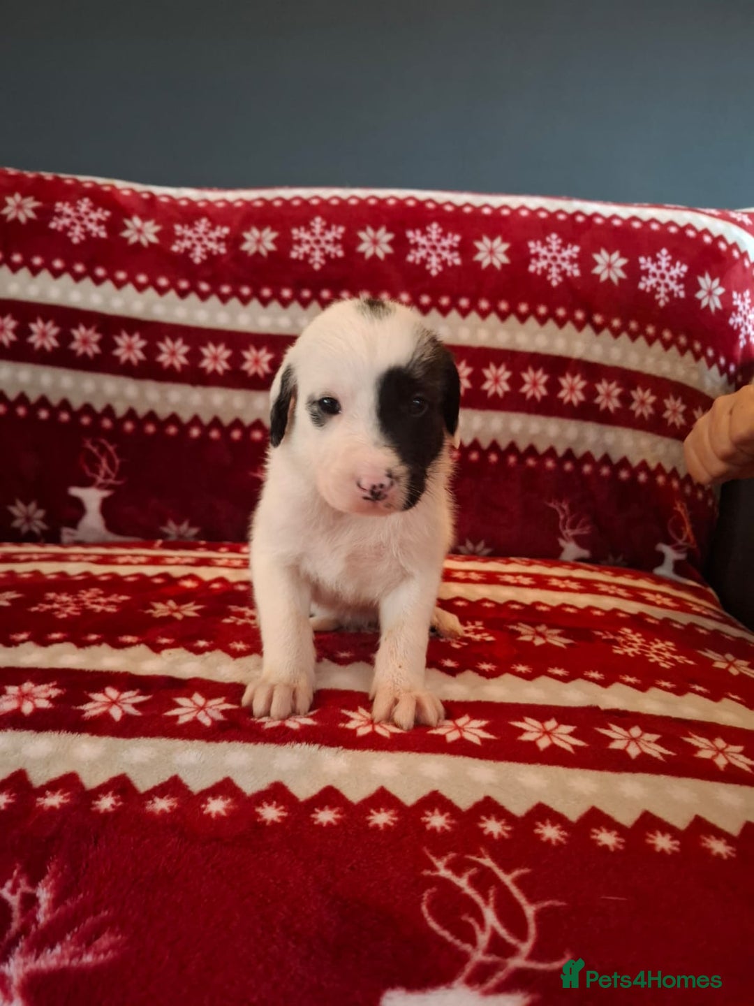 Mixed Breed dogs for sale: Lurcher x standard poodle  - Advert 9