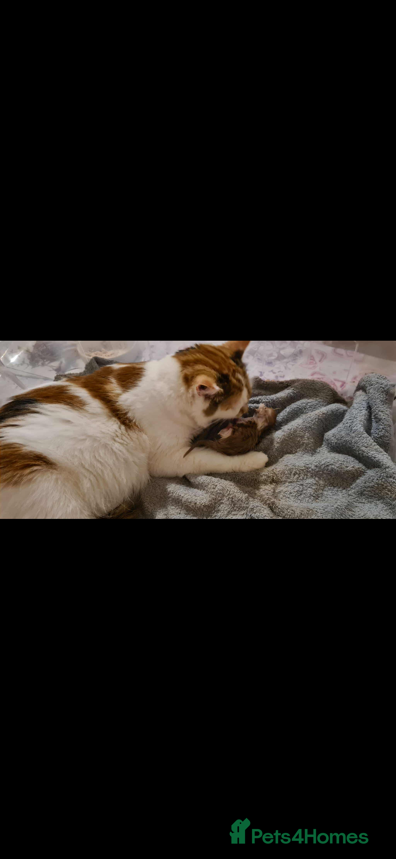 British Longhair cats Beautilful ginger boys - Advert 15