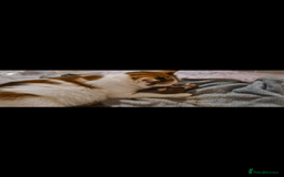 British Longhair cats for sale: Beautilful ginger boys - Image 1