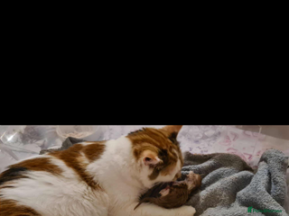 British Longhair cats Beautilful ginger boys - Advert 6