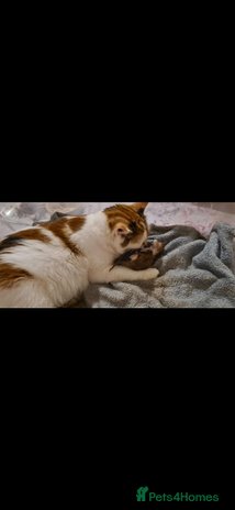 British Longhair cats - Advert 2