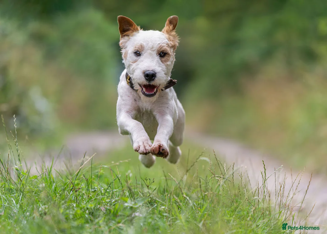 Jack Russell dogs for stud: Old style Russel at stud in Newark - Advert 3