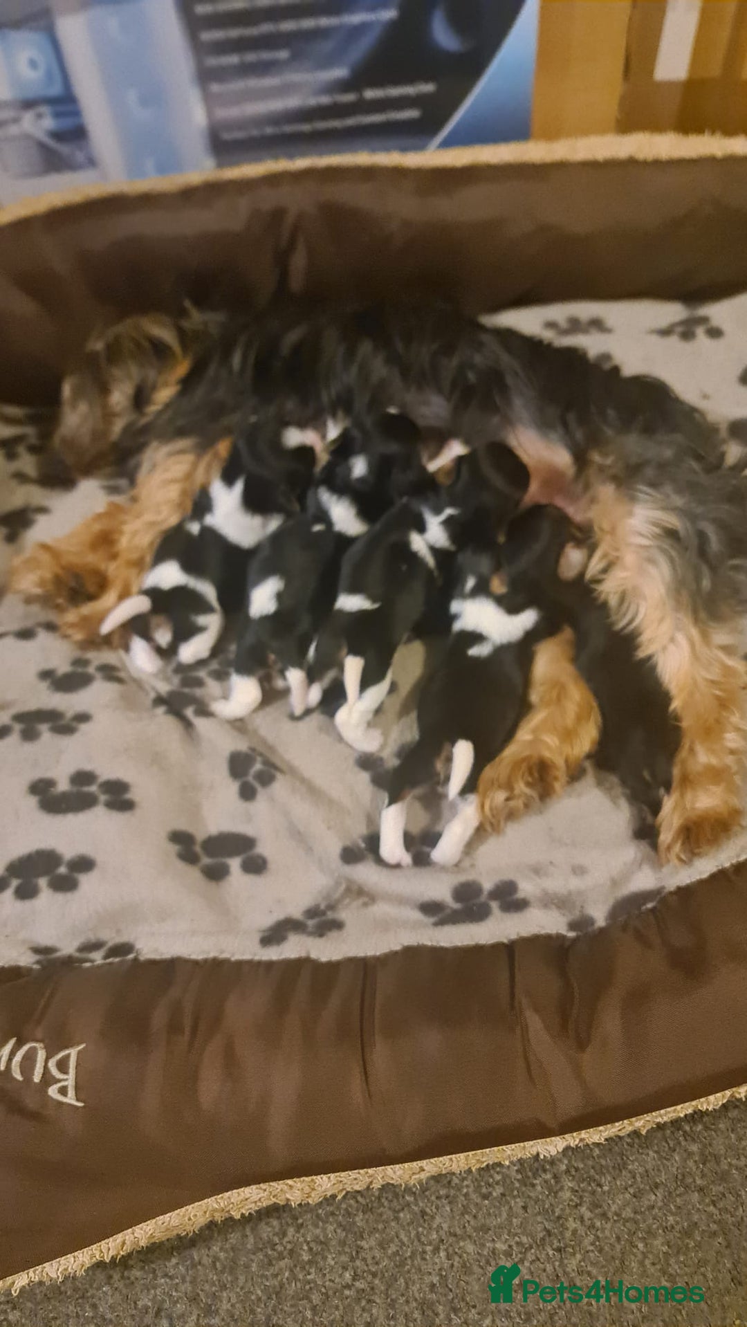 Mixed Breed dogs for sale: FOR SALE (YORKSHIRE TERRIER) - Image 1