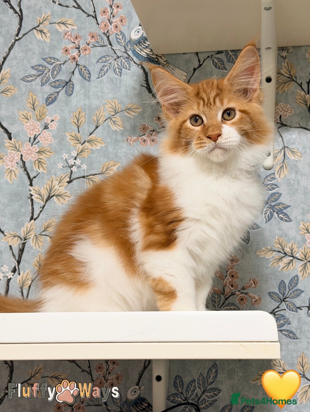 Maine Coon cats for sale: 🐾🦁 *TICA REG* GINGER MAINE COON KITTENS🦁🐾 - Image 8