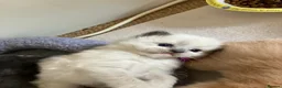 Ragdoll cats for sale: X6 Beautiful Ragdoll/Persian "Perdoll" Kittens - Advert 2