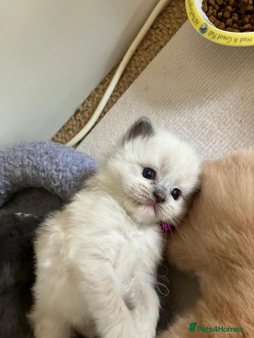 Ragdoll cats for sale: X6 Beautiful Ragdoll/Persian "Perdoll" Kittens - Advert 2