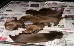Labrador Retriever dogs for sale: Beautiful kc working type chocolate lab pups  - Image 8