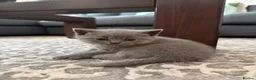 British Shorthair cats for sale: 4 BSH in London - Advert 6
