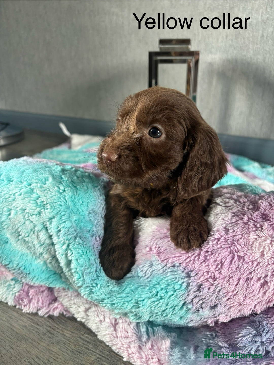 Mixed Breed dogs for sale: Springer spaniel X F1 Cockapoo  - Image 4