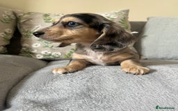 Miniature Dachshund dogs for sale: READY NOW Miniature long hair dachshund  - Image 35
