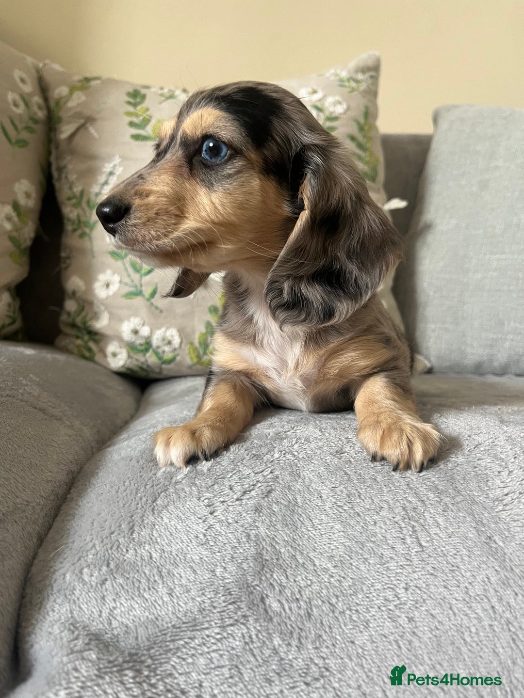Miniature Dachshund dogs for sale: READY NOW Miniature long hair dachshund  - Image 35