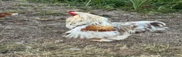 Chickens poultry for sale: Brahma cockerel  - Advert 5
