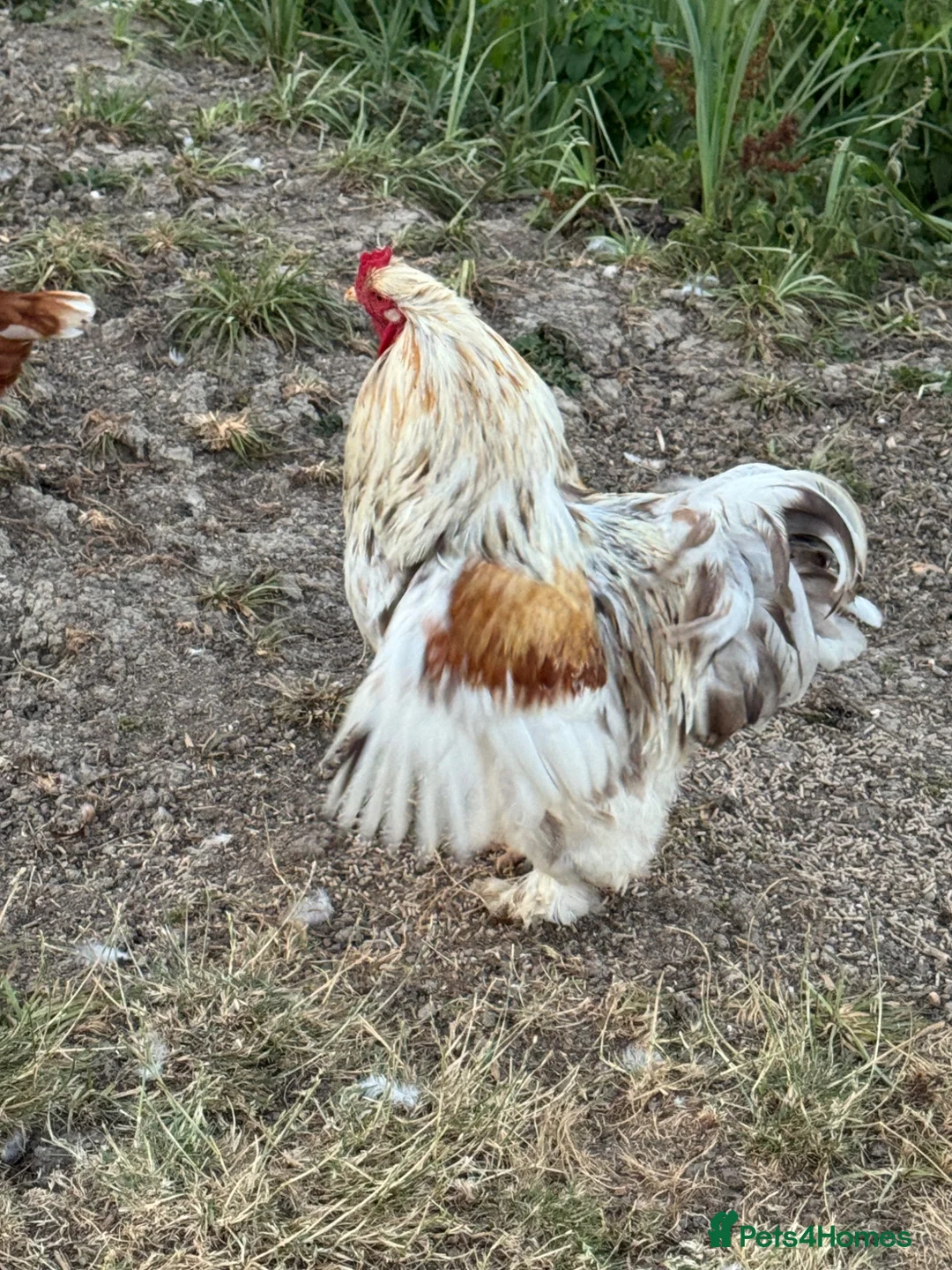 Chickens poultry for sale: Brahma cockerel  - Advert 5