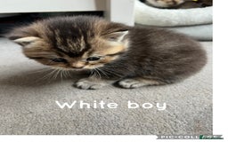 British Shorthair cats for sale: British shorthair kittens - Image 12