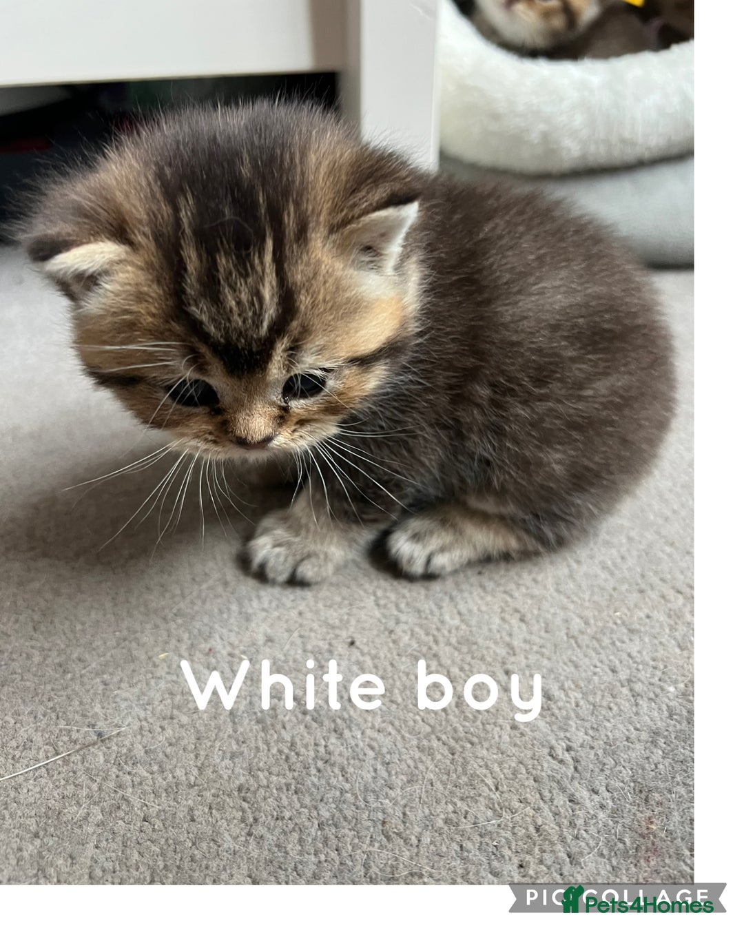 British Shorthair cats for sale: British shorthair kittens - Image 12