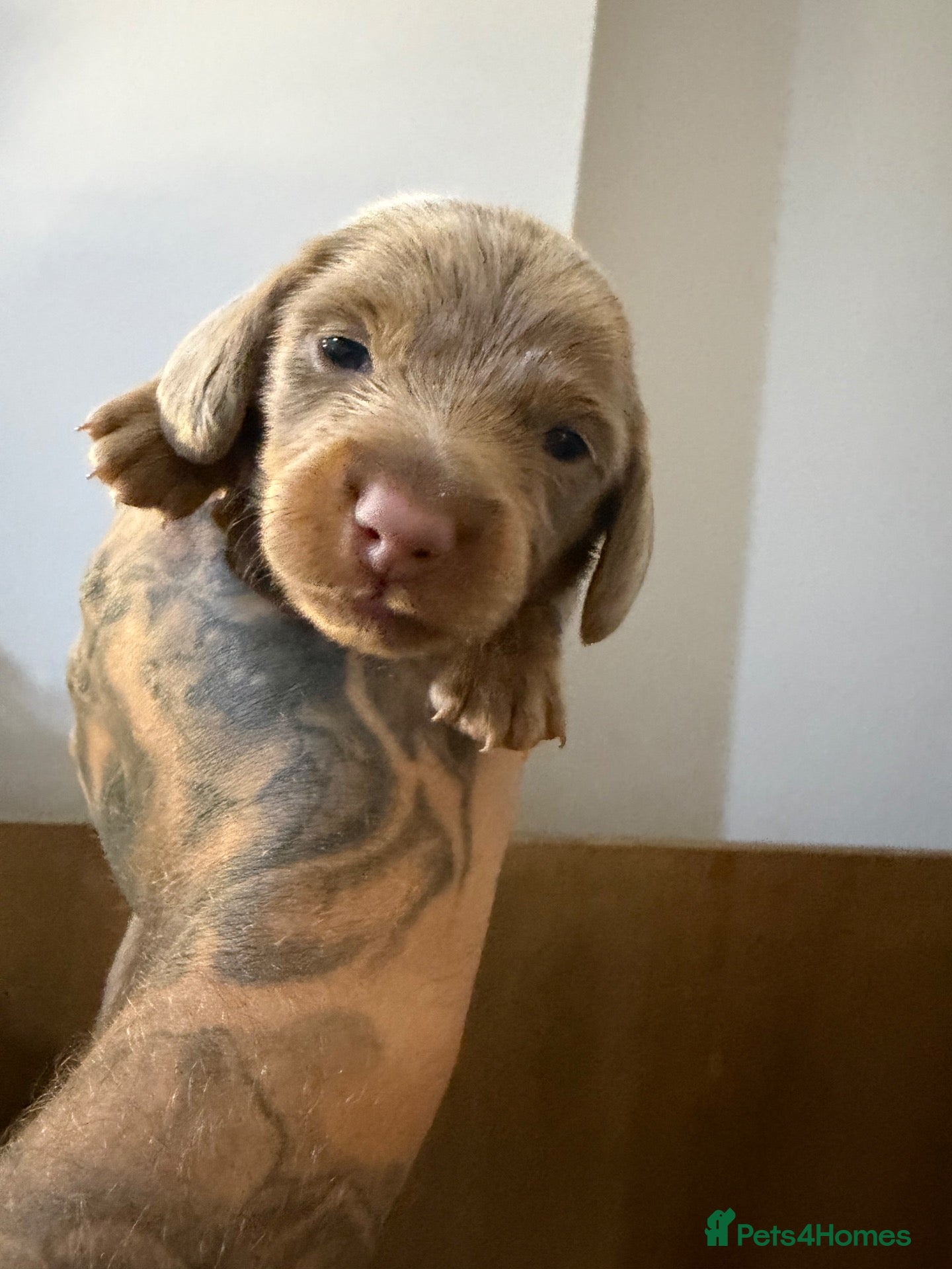 Miniature Dachshund dogs for sale: Beautiful isabella and tan miniture dachshunds  - Advert 1