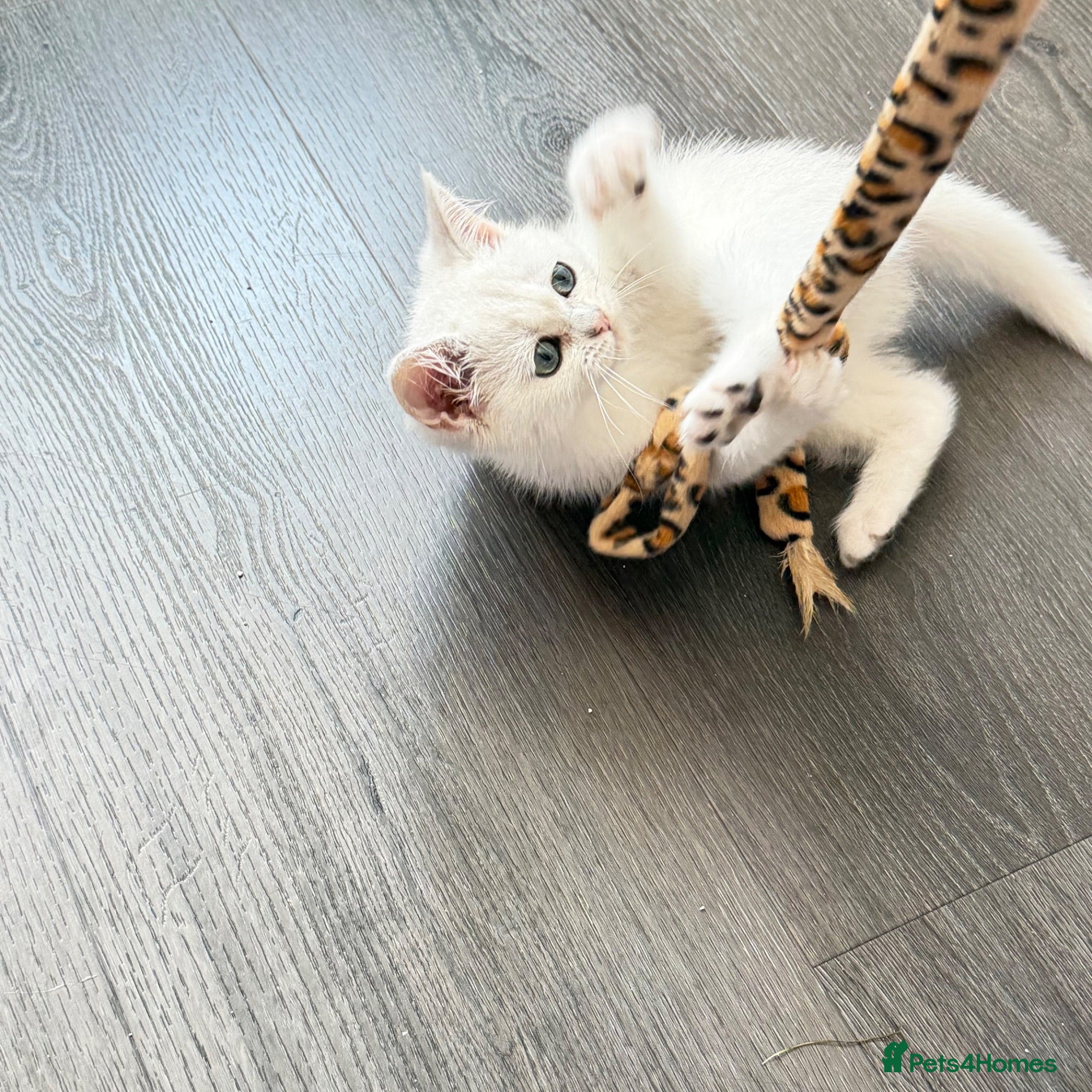 British Shorthair cats * British Shorthair boy TICA Registered Ready Now - Advert 2