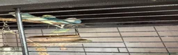 Budgerigars birds for sale: 7 young female budgies for sale - Advert 3