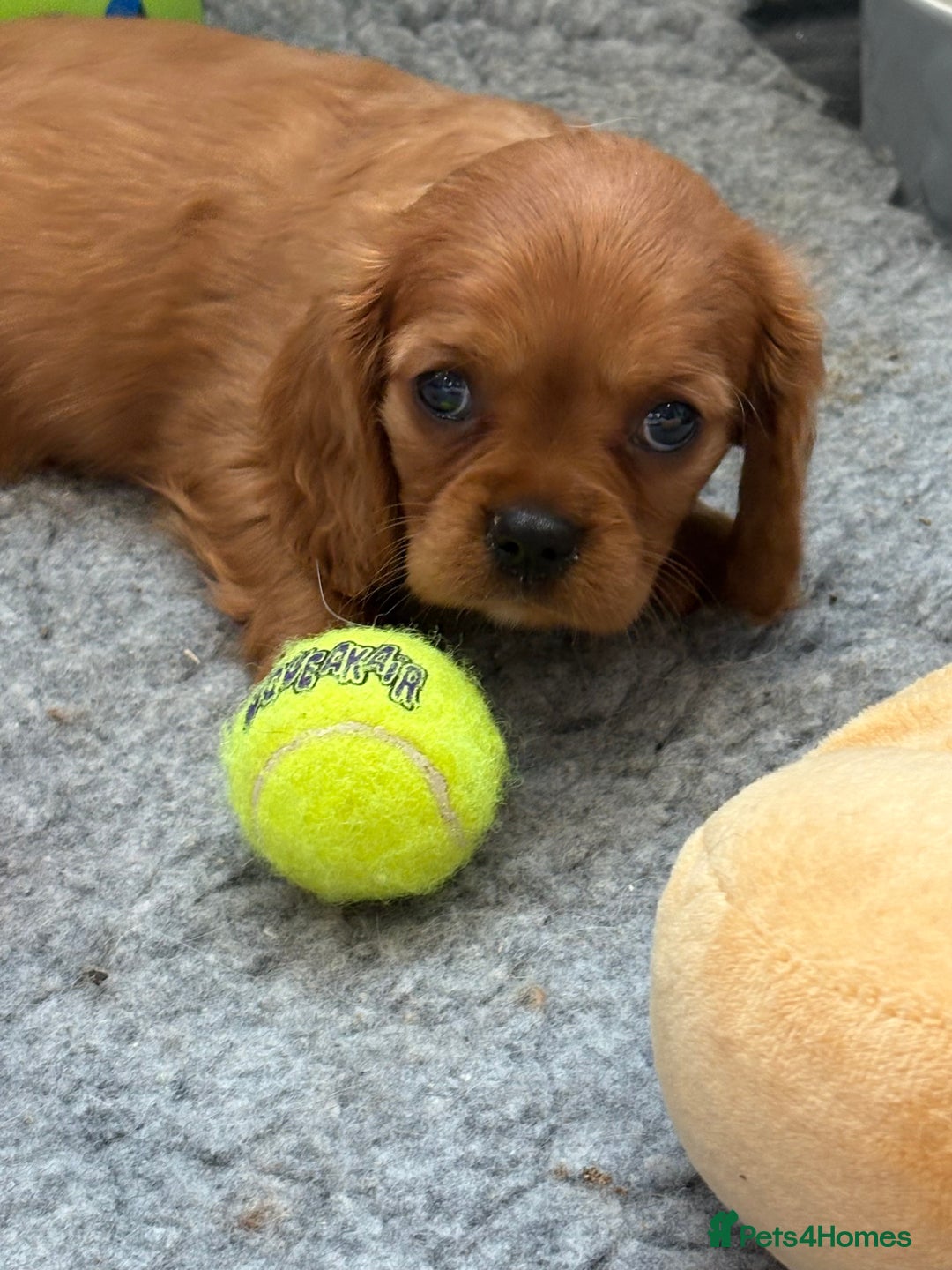 King Charles Spaniel dogs for sale: Beautiful cavalier puppies  - Image 33