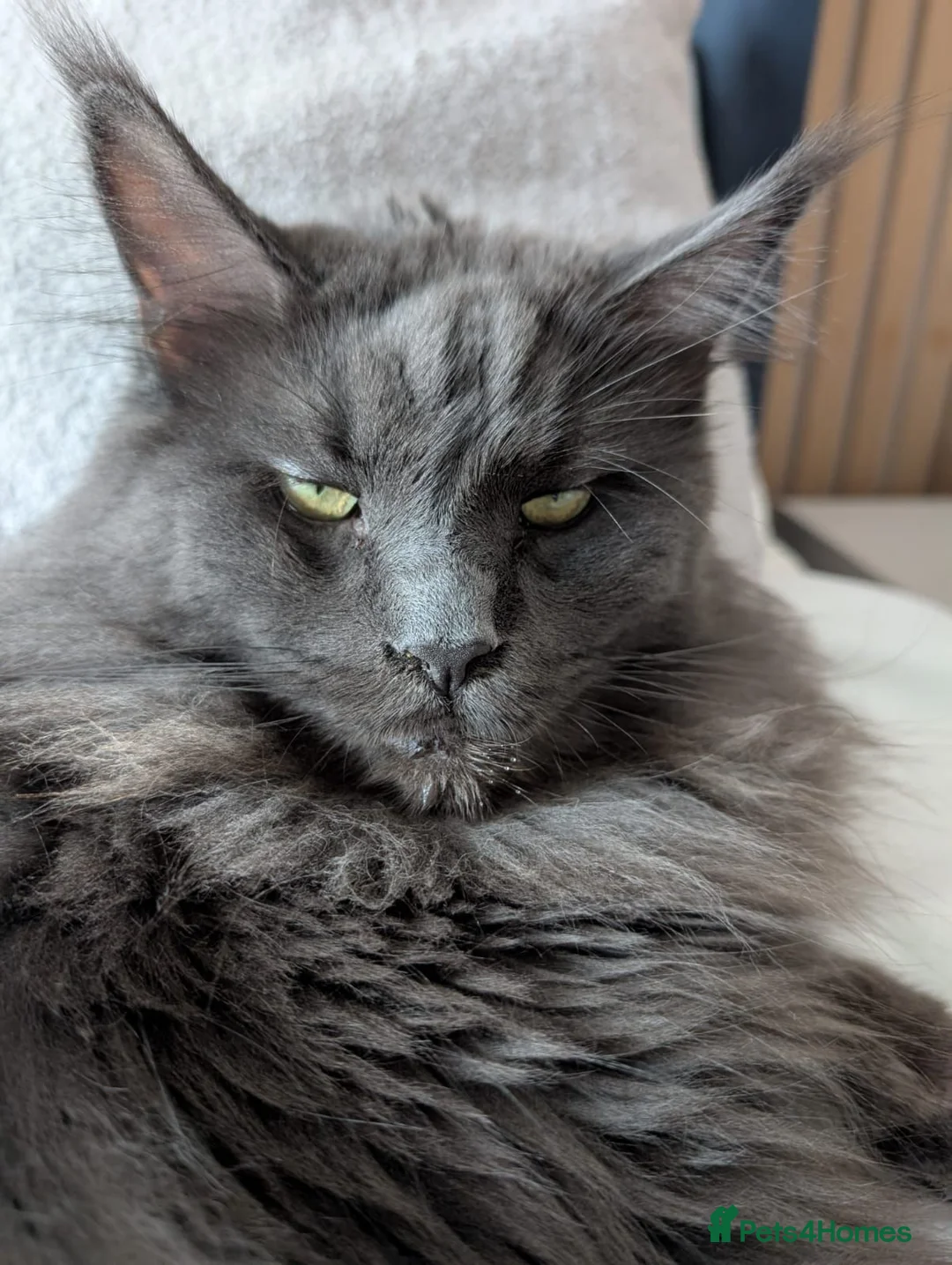 Maine Coon cats for sale: Maine coon & tabby for sale in Coatbridge - Advert 2