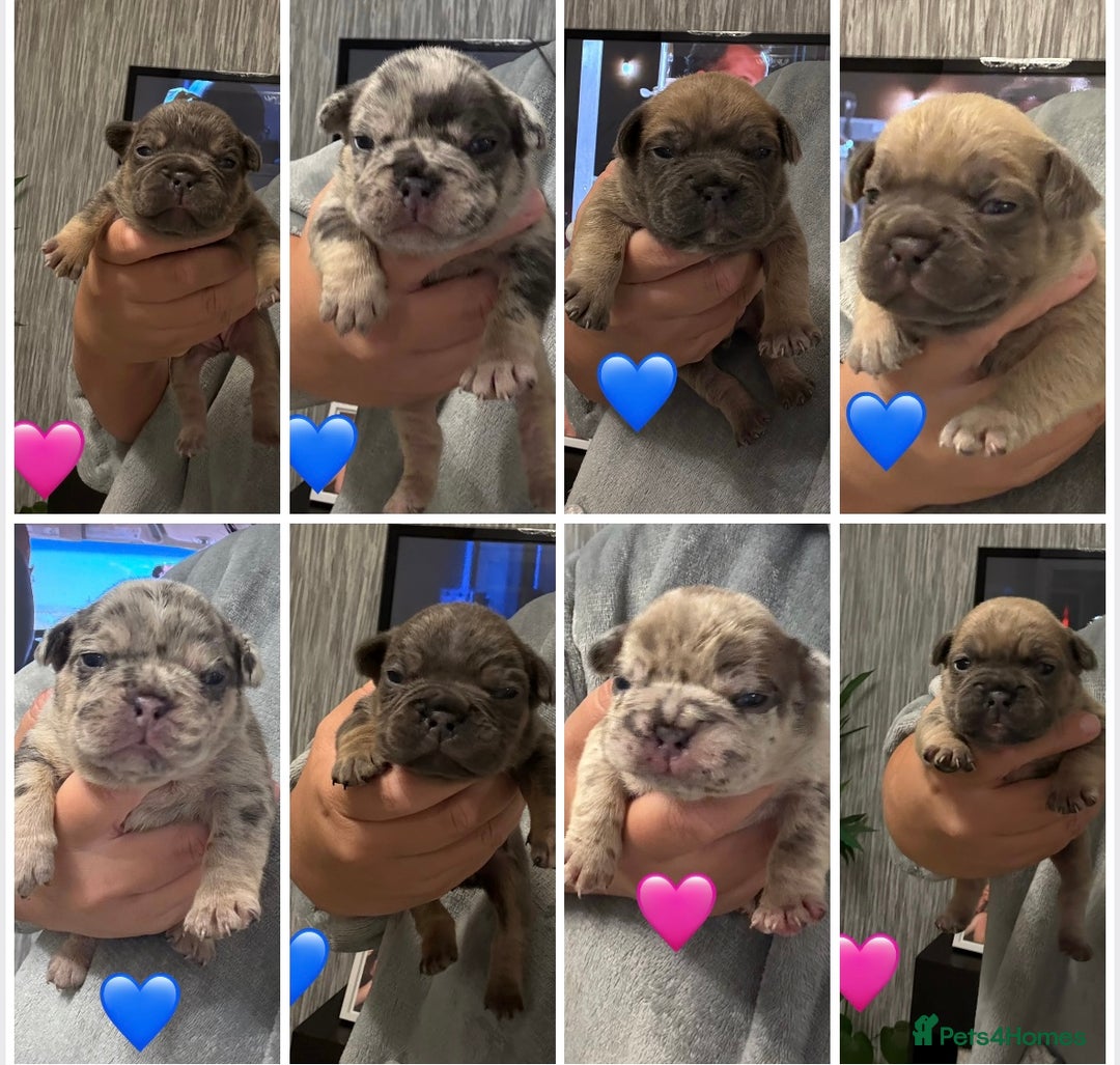 French Bulldog dogs for sale: French bulldog puppies - Advert 1