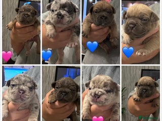 French Bulldog dogs French bulldog puppies - Advert 11