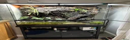 Gecko reptiles for sale: Bioactive Paludarium  - Advert 2