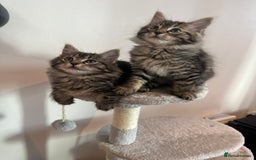 Ragdoll cats for sale: Beautiful Ragdoll Mix Kittens - Image 3