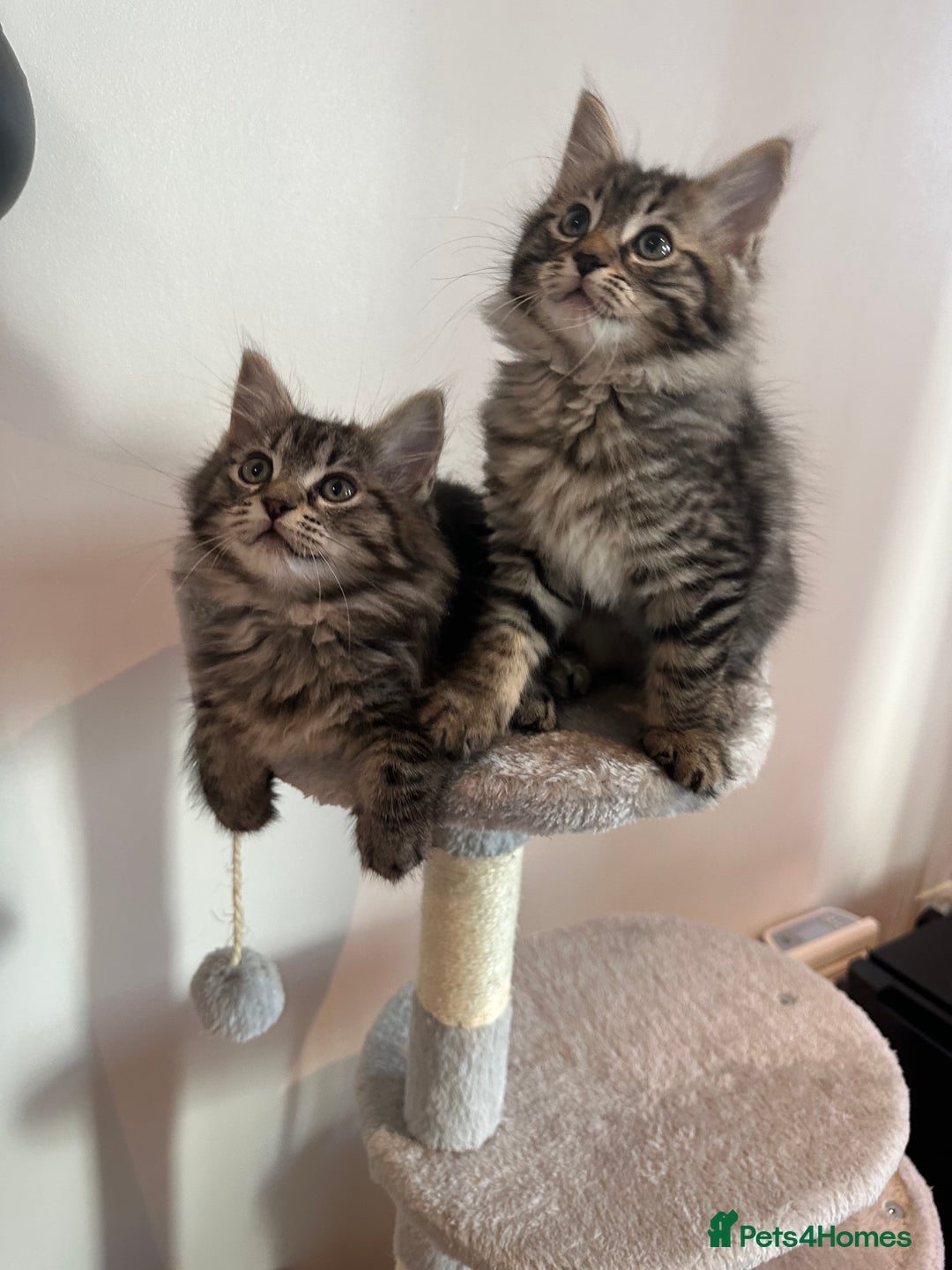Ragdoll cats for sale: Beautiful Ragdoll Mix Kittens - Image 3