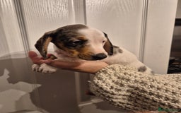 Miniature Dachshund dogs for sale: miniature daschund from £1200 - £1000 - Image 4