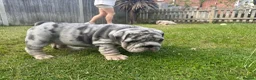 English Bulldog dogs for sale: Top Quality English Bulldog Pups Not Your Usual  in Colchester - Advert 28