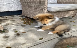 Rough Collie dogs for sale: ROUGH COLLIE SABLE AND WHITE PUPPIES - Image 16