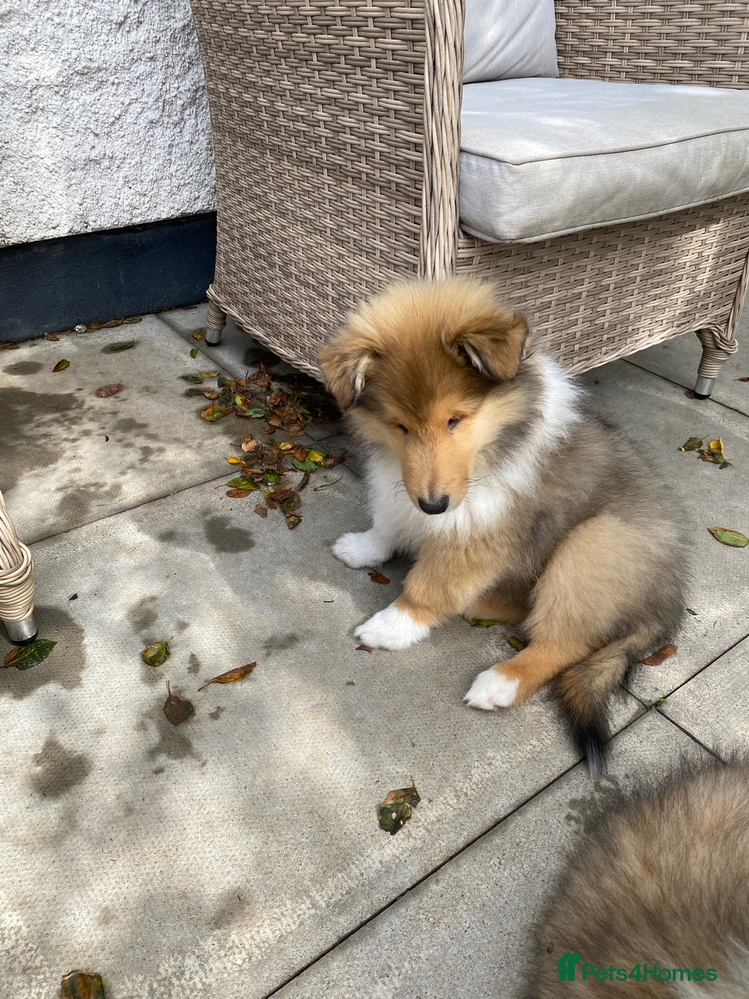 Rough Collie dogs for sale: ROUGH COLLIE SABLE AND WHITE PUPPIES - Image 16
