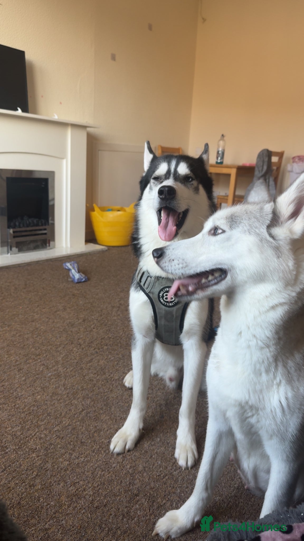 Siberian Husky dogs for sale: Husky puppies for sale  in Saltcoats - Advert 15