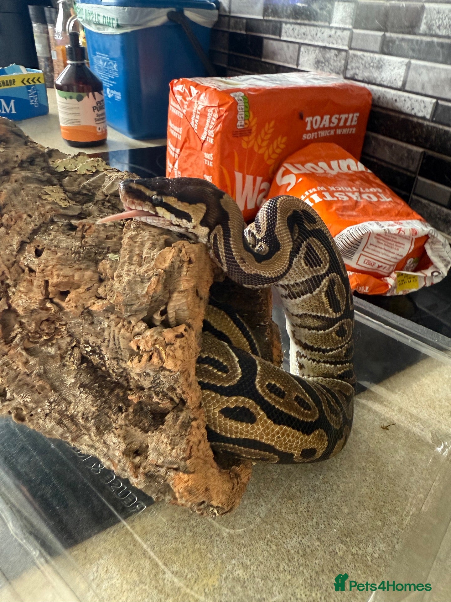 Python Snake reptiles Royal python  - Advert 3