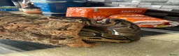 Python Snake reptiles for sale: Royal python  in Southend-on-Sea - Advert 1