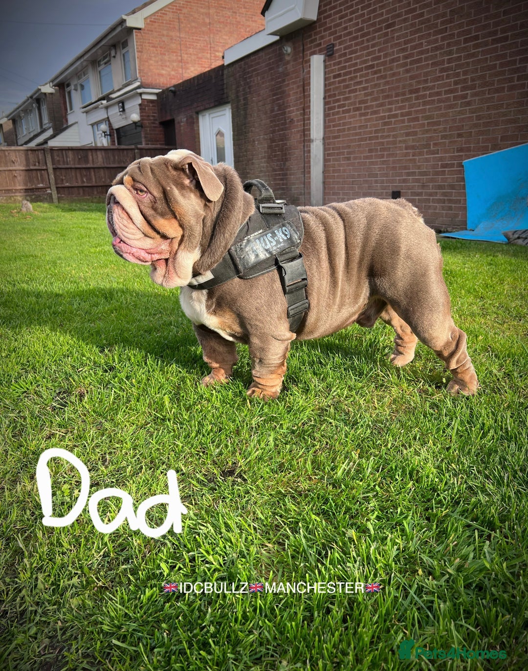 English Bulldog dogs for sale: Final Female English Bulldog available - Image 19