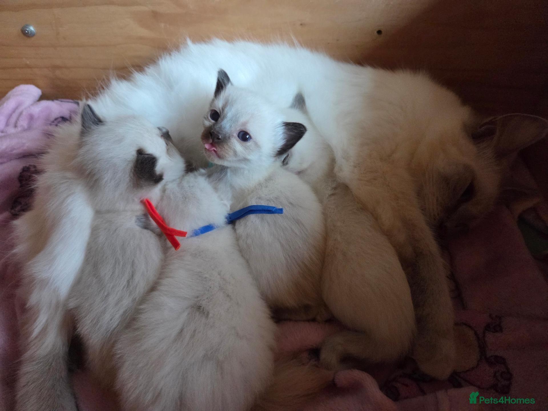 Ragdoll cats 4 Beautiful Ragdoll kittens, 2 Seal, 2 Lilac - Advert 4