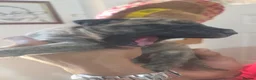 Mixed Breed dogs for sale: Beautiful presa canario x American p bully pups  - Advert 9