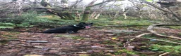 German Shepherd dogs for stud: proven black german sheperd for stud in Stoke-on-Trent - Advert 1
