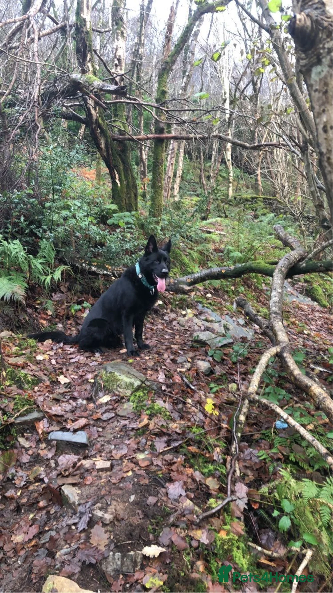 German Shepherd dogs for stud: proven black german sheperd for stud in Stoke-on-Trent - Advert 1