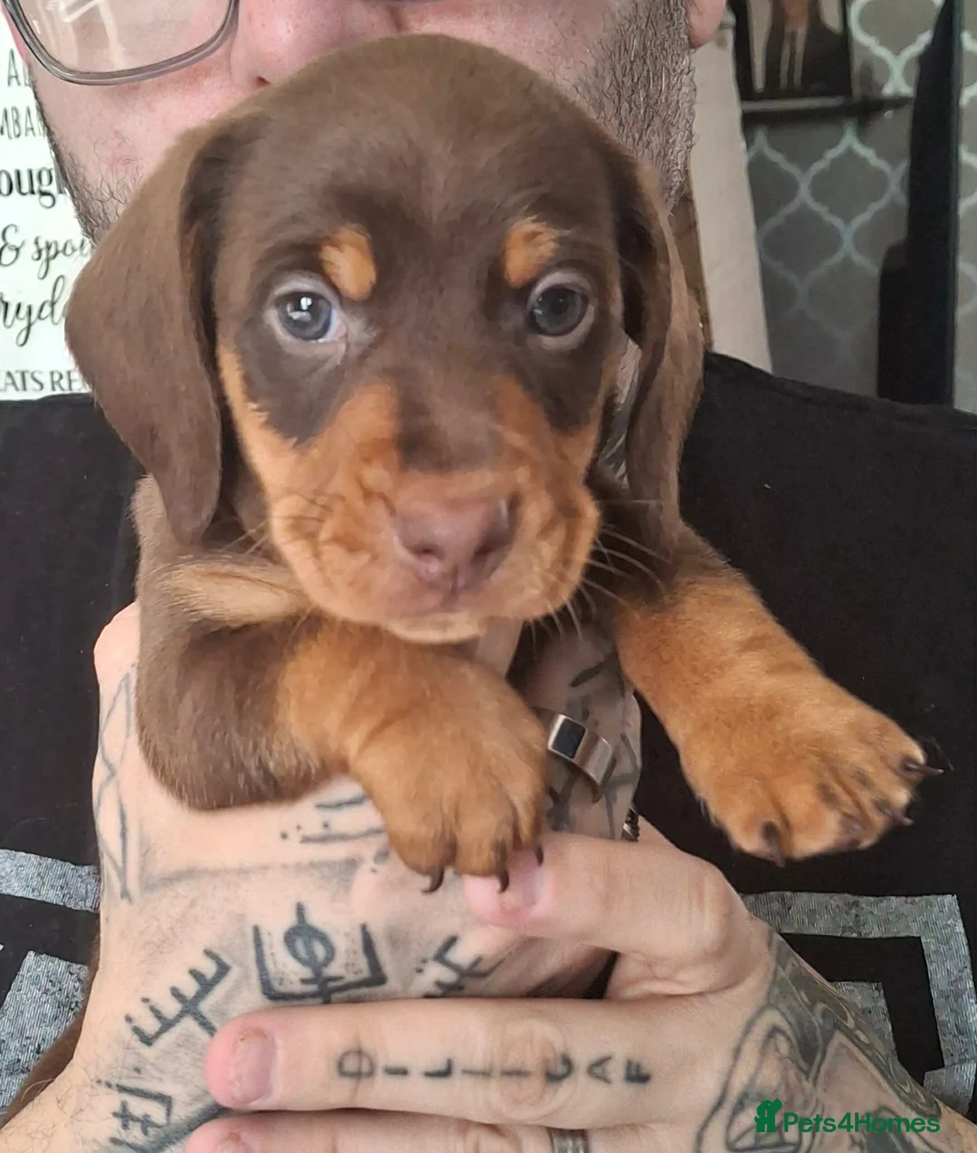 Dachshund dogs for sale: 5 Dachshunds for sale  - Advert 2