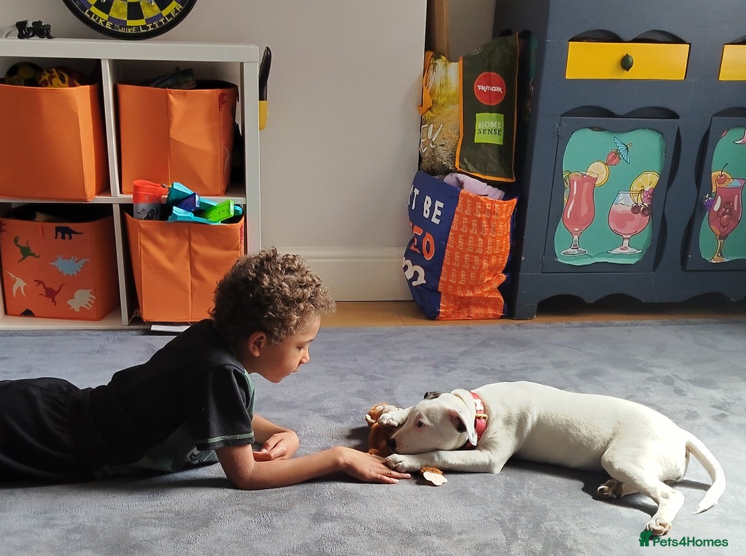 Staffordshire Bull Terrier dogs for sale: Gorgeous girl  - Image 6