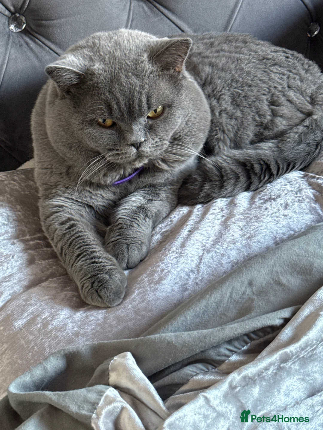 British Shorthair cats for stud: Gccf active  Available for stud duties bsh male  in Blackburn - Advert 2