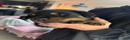 Rottweiler dogs for sale: KC Registered Rottweiler Puppies - Advert 2