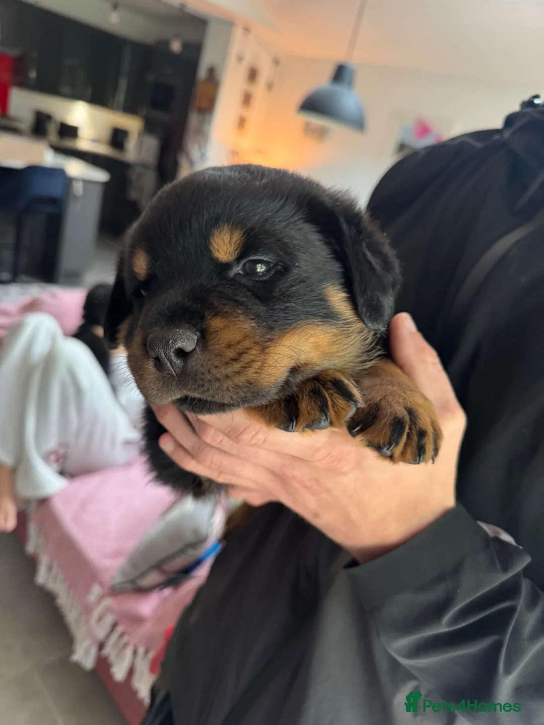 Rottweiler dogs for sale: KC Registered Rottweiler Puppies - Advert 2