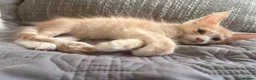 Maine Coon cats for sale: 🐾 Stunning TICA Registered Maine Coon Kittens  - Advert 16