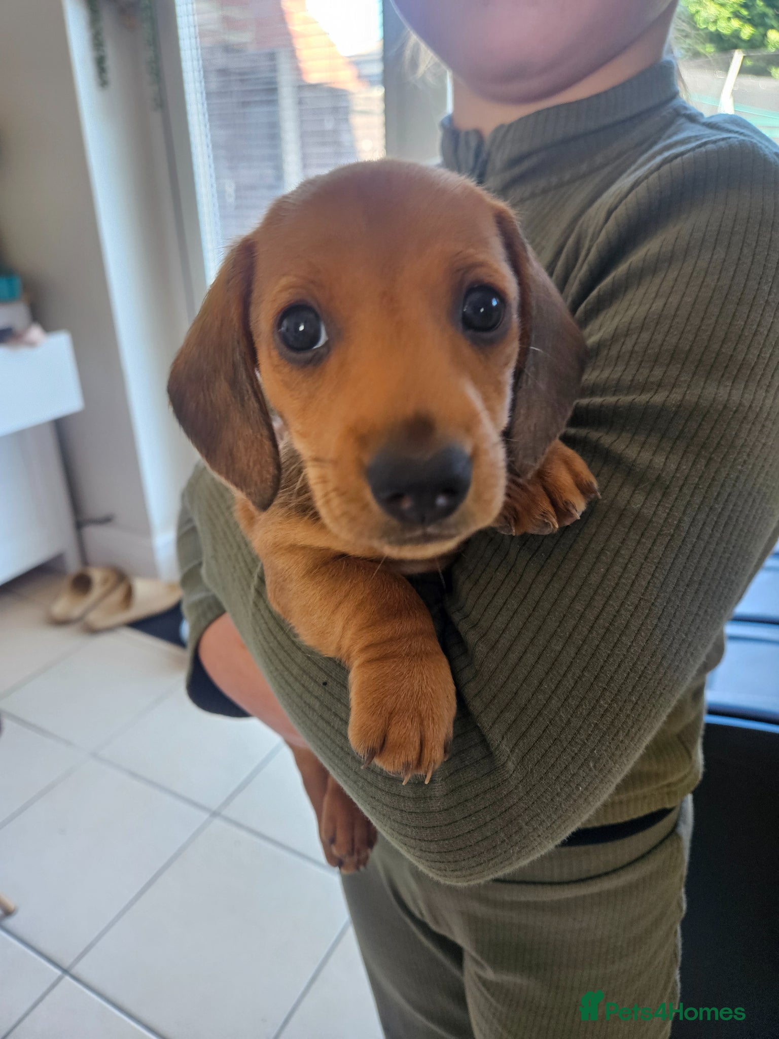Miniature Dachshund dogs **2 boys left ready in 9 days** - Advert 4