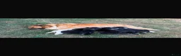 Mixed Breed dogs for sale: Collie puppy’s  in Ivybridge - Advert 3
