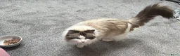 American Wirehair cats for sale:  ragdoll neutred microchipped  in Batley - Advert 2